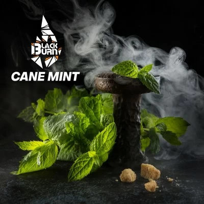 Tobacco Burn Black Cane Mint (reed mint) 100 g